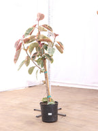 Extra Large Ruby Rubber Tree Std
