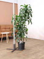 Extra Large Dracaena 'Carmen' Cane