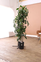 Extra Large Dracaena 'Carmen' Cane