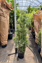 Extra Large Ming Aralia