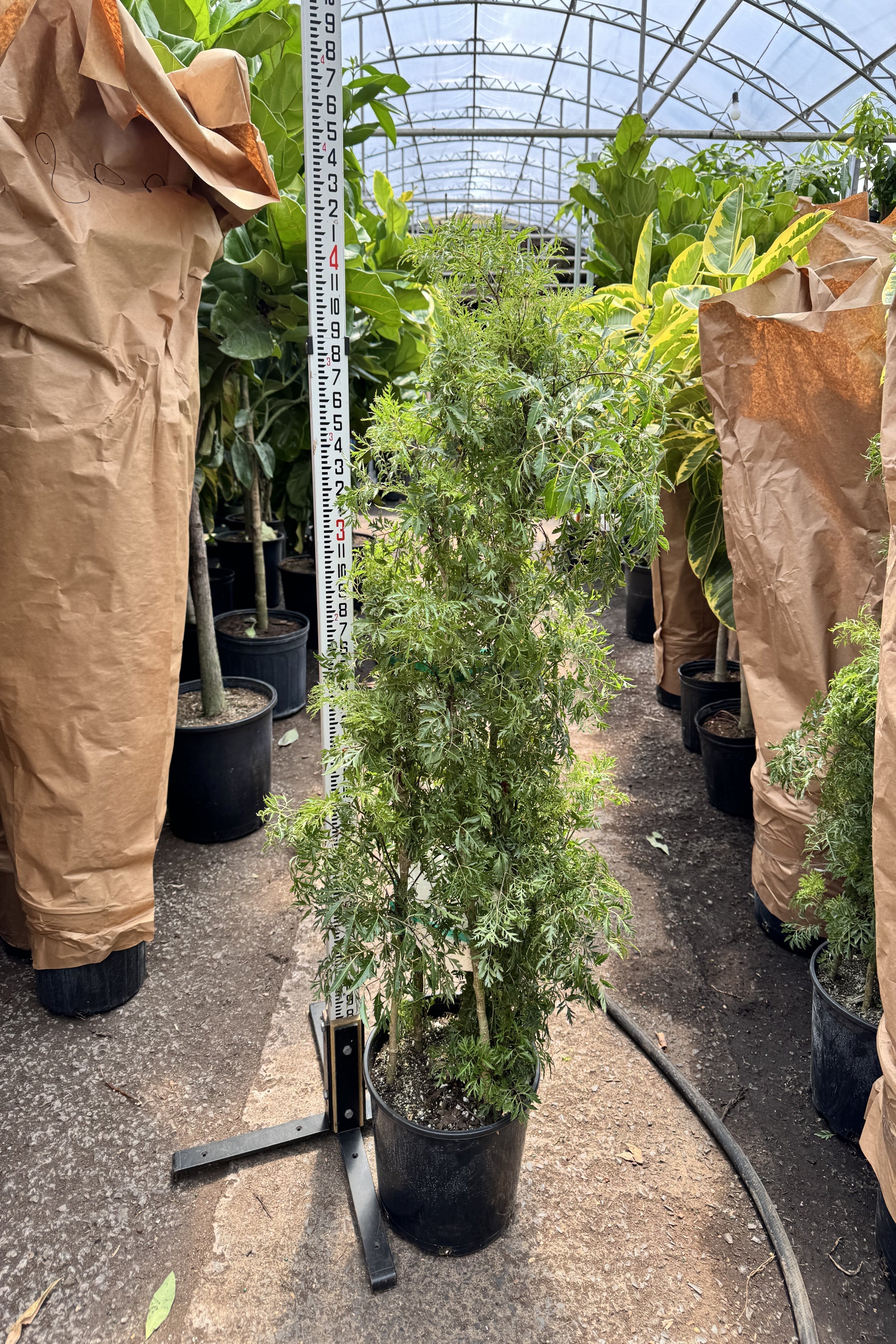 Extra Large Ming Aralia