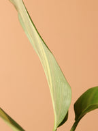 Medium Ctenanthe Lubbersiana