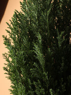 Medium European Cypress