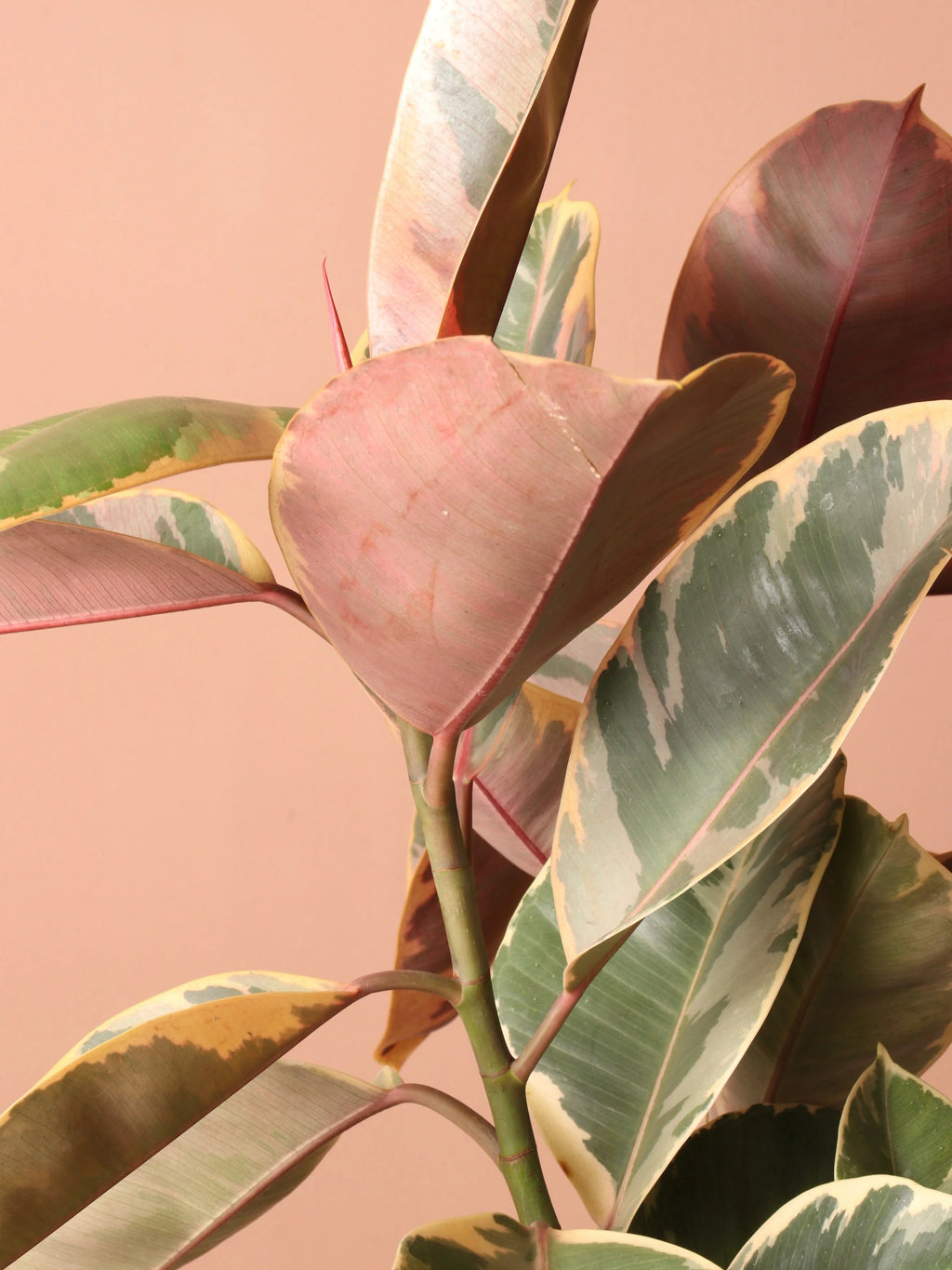 Extra Large Ruby Rubber Tree Std