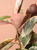Extra Large Ruby Rubber Tree Std