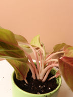 Small Aglaonema Green Papaya