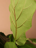 Full Size Fiddle Leaf Fig