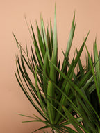 Extra Large Dracaena Marginata