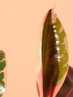 Medium Ruby Rubber Tree (Ficus Elastica Ruby)