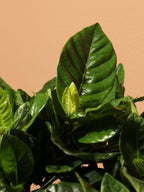Large Gardenia