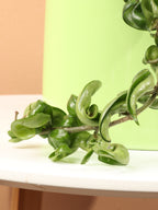 Medium Hoya 'Hindu Rope'