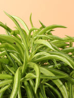 Medium Happy Bean Plant