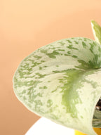 Medium Scindapsus 'Exotica' Splash