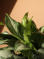 Full Size Aglonema 'silver Bay'
