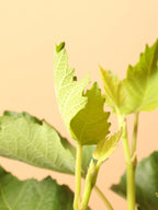 Medium Fig Tree