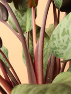 Medium Apoballis Acuminatissima 'Lavallaei'