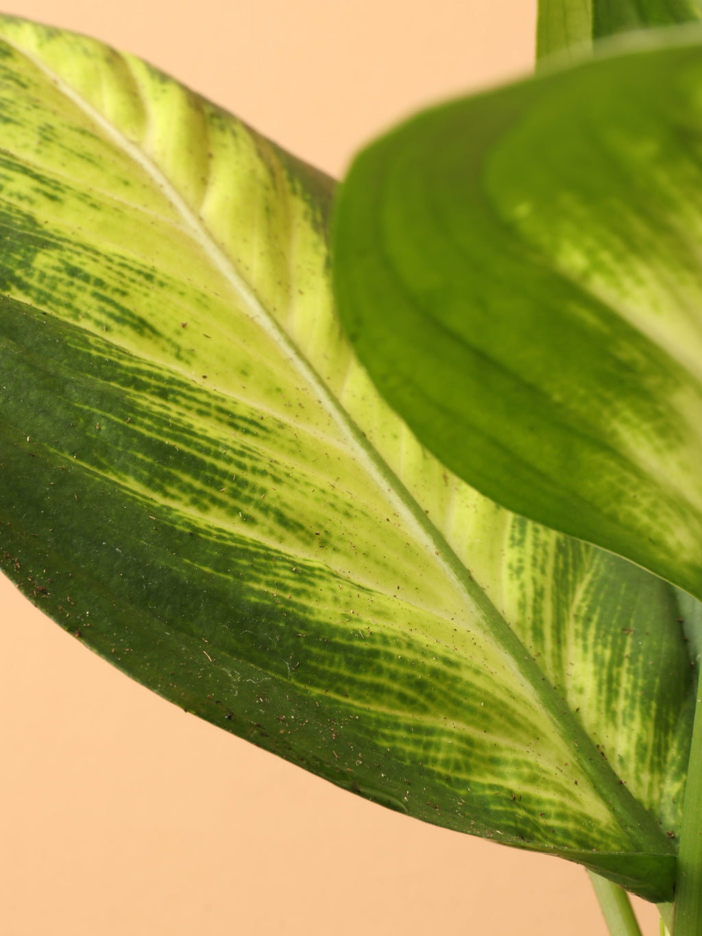 Medium Dieffenbachia 'Camille'