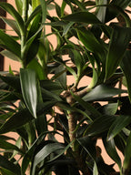 Large Dracena Reflexa 'Song of India'